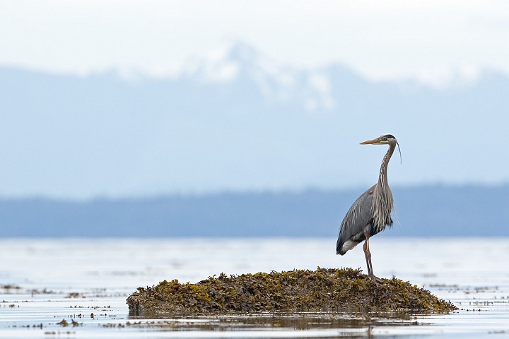 Kanadareiher Ardea herodias Great Blue Heron